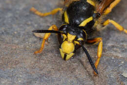 Image of Dolichovespula sylvestris (Scopoli 1763)