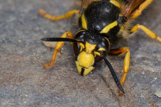 Image of Dolichovespula sylvestris (Scopoli 1763)