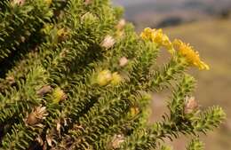 Image of Euryops galpinii Bolus