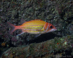 Image of Goldlined squirrelfish