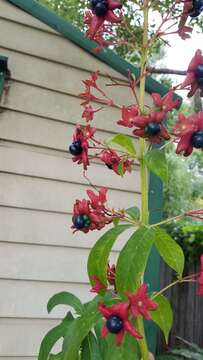 Imagem de Clerodendrum indicum (L.) Kuntze