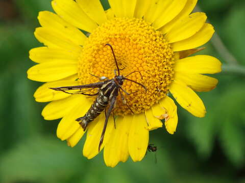 Image of Pyropteron triannuliformis (Freyer 1843)