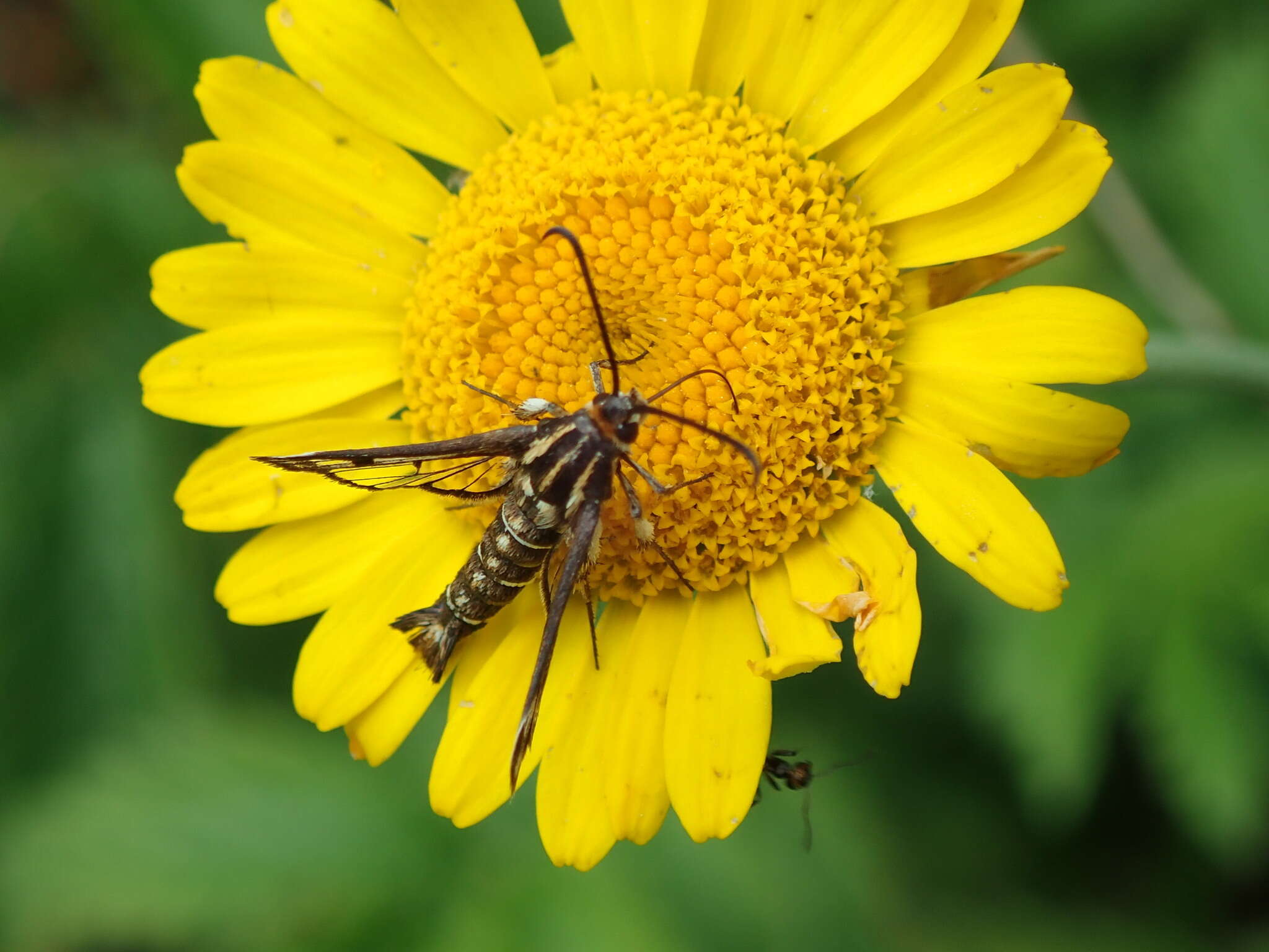 Image of Pyropteron triannuliformis (Freyer 1843)