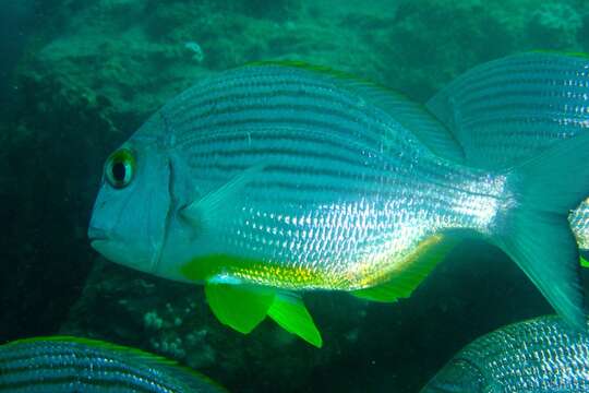 Image of Bigeye stumpnose