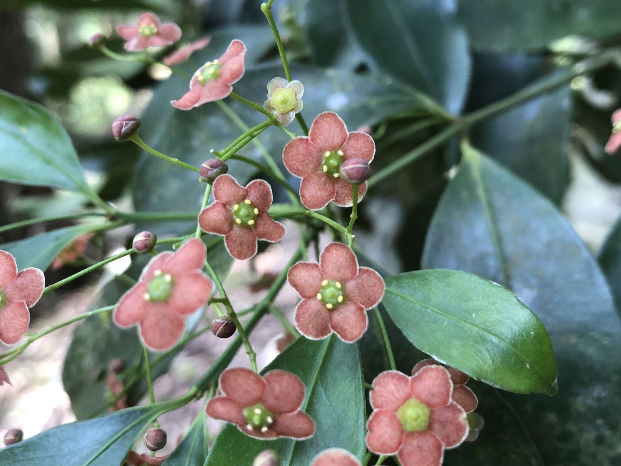 Imagem de Euonymus laxiflorus Champ. ex Benth.