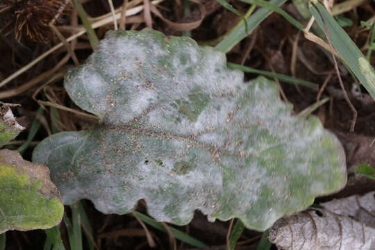 Image of Golovinomyces depressus (Wallr.) V. P. Heluta 1988