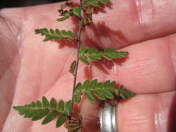 Myriopteris alabamensis (Buckley) Grusz & Windham resmi