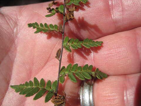 Image of Alabama lipfern