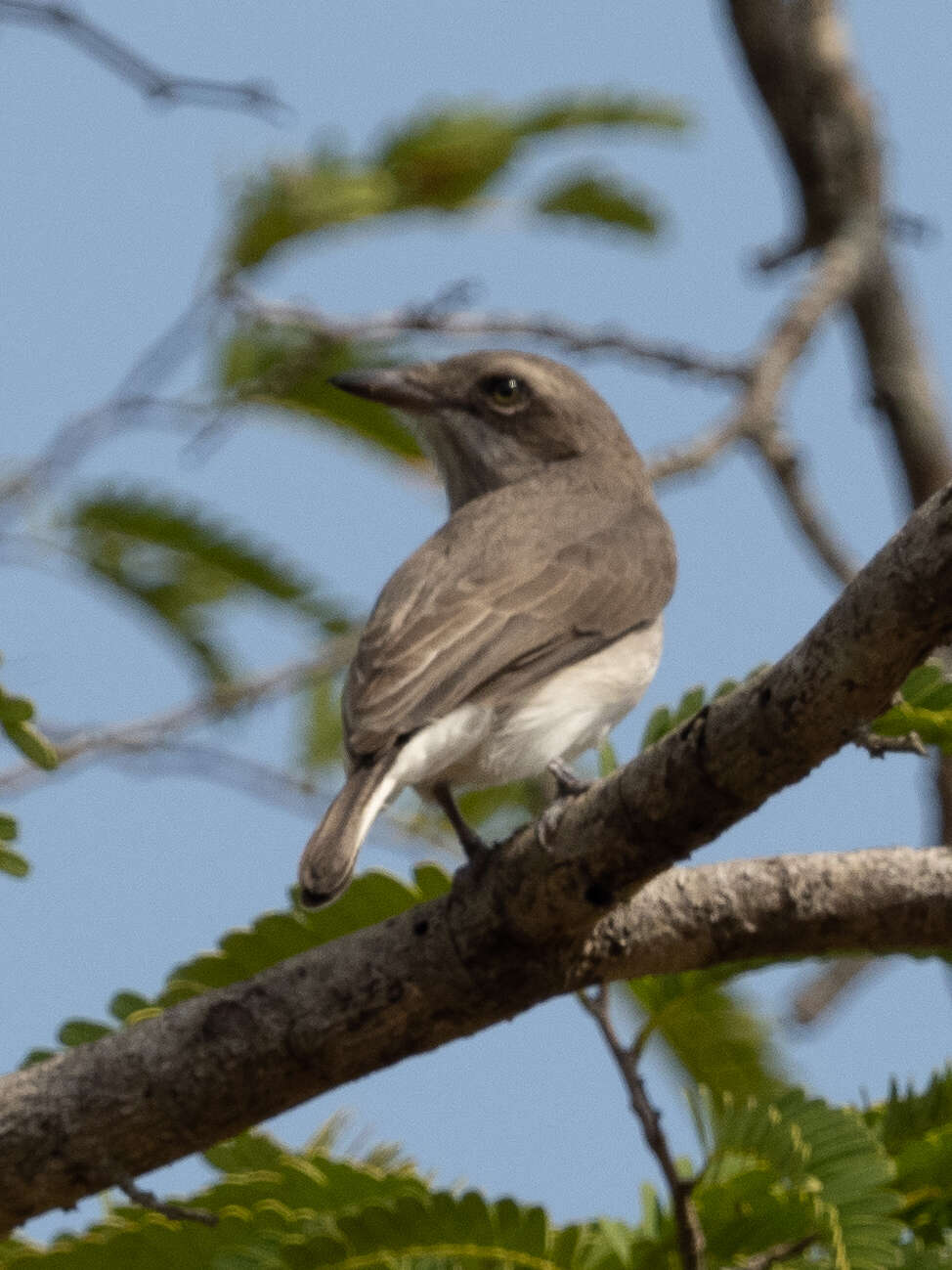 Image de Tephrodornis affinis Blyth 1847