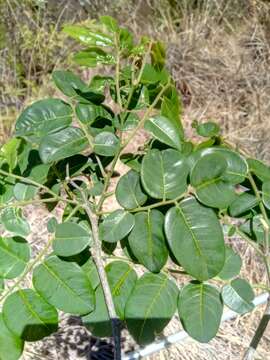 Image de Dalbergia emirnensis Benth.