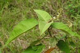 Image of Croton xalapensis Kunth