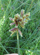 Imagem de Cyperus marginatus Thunb.