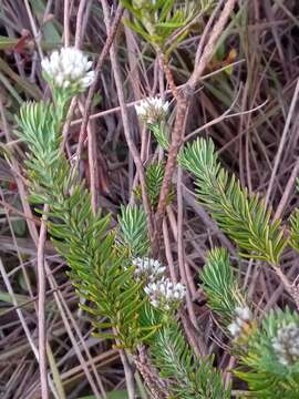 Plancia ëd Stenocline ericoides (Boj. ex DC.)