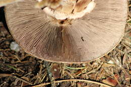 Image of Blushing Wood Mushroom