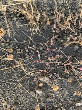 Image of chaparral buckwheat