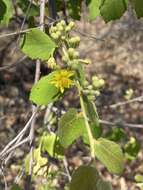 Image of Asegaai wood