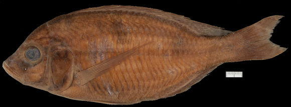 Image of Blackspot climbing perch