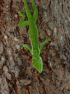 Image of Cuban Giant Anole