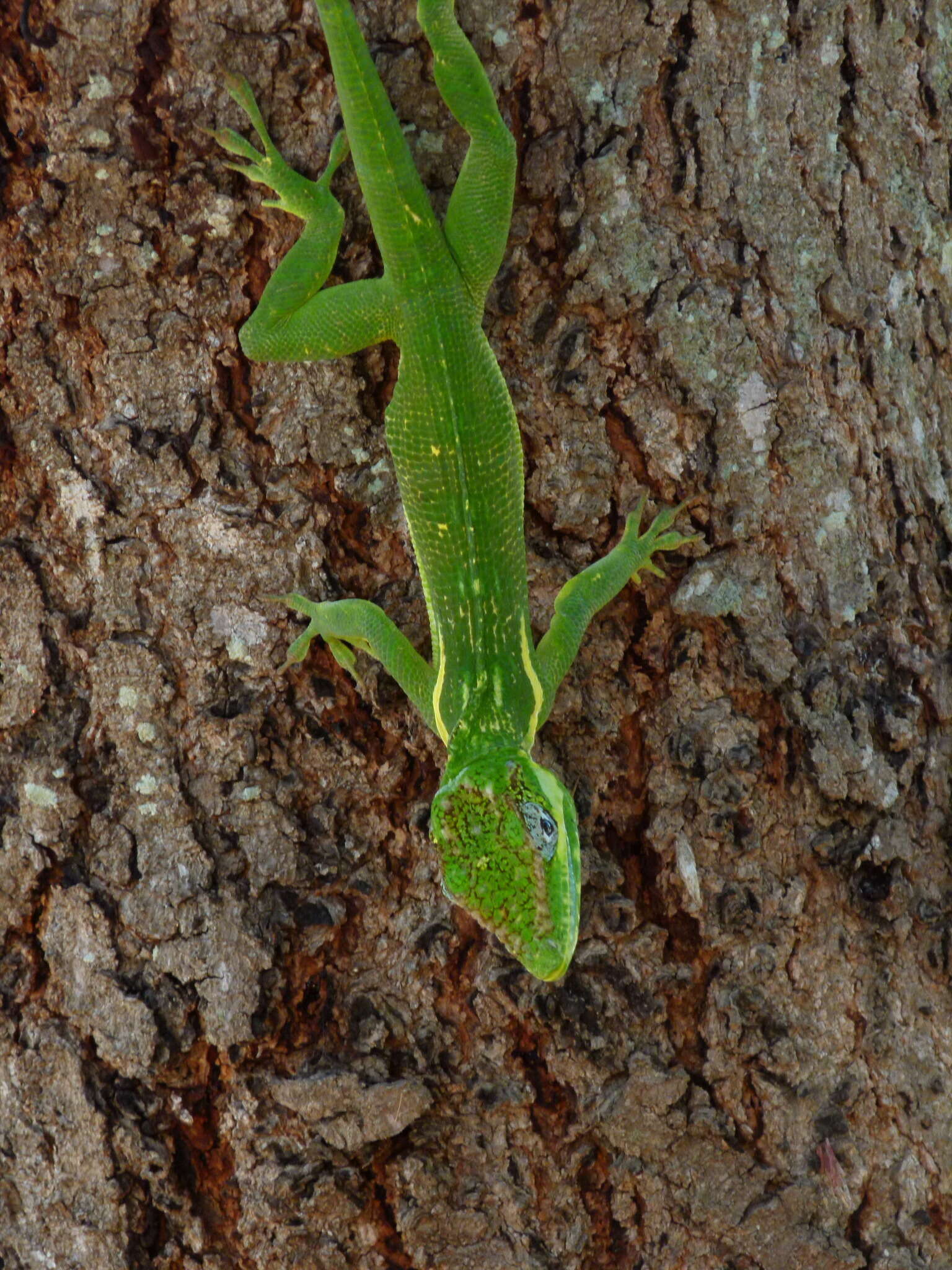 Image of Cuban Giant Anole