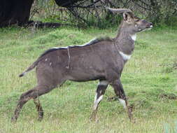 Image of Mountain nyala