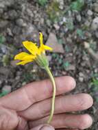 Image de Arnica angustifolia subsp. iljinii (Maguire) I. K. Ferguson