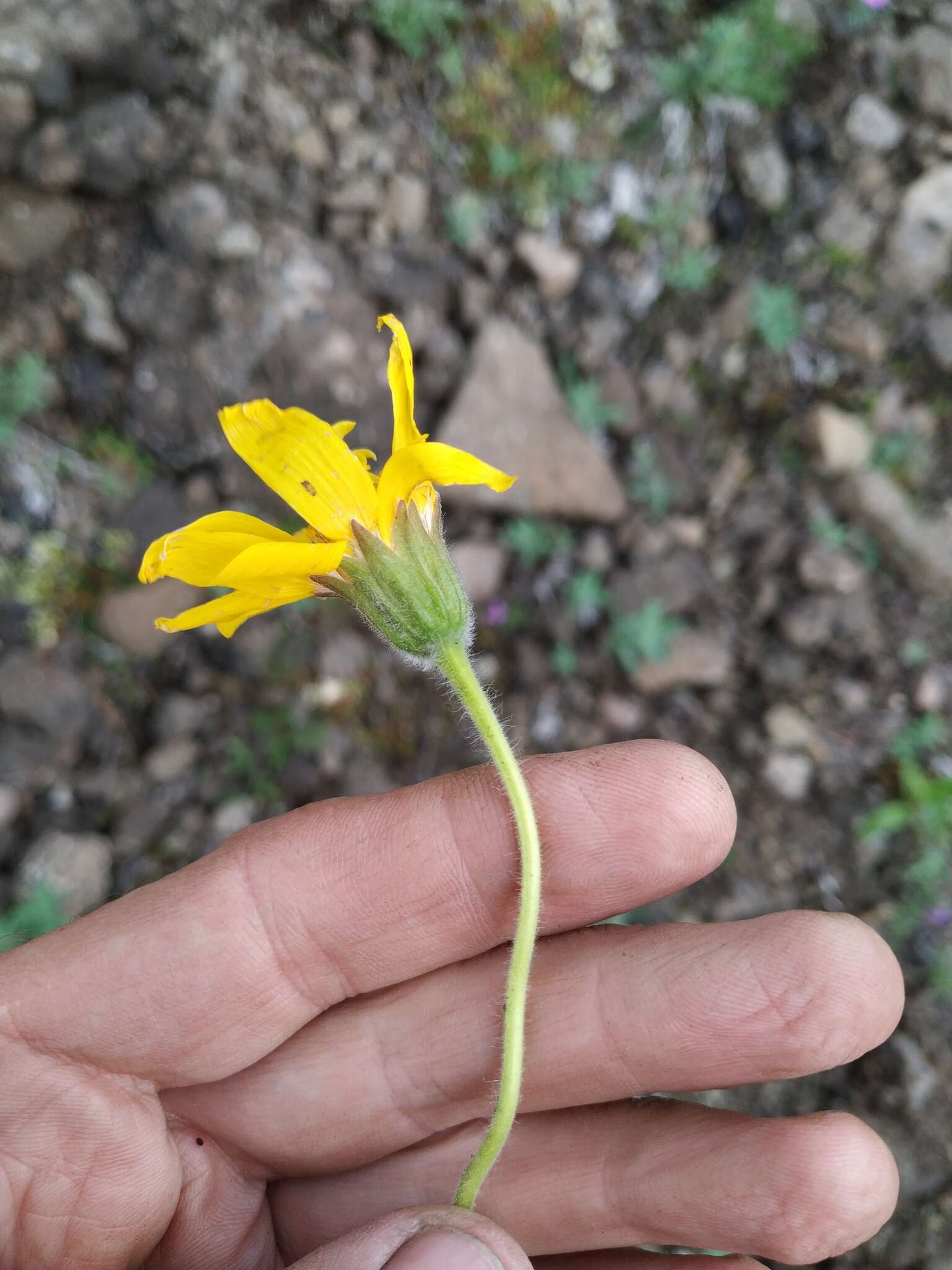 Image de Arnica angustifolia subsp. iljinii (Maguire) I. K. Ferguson