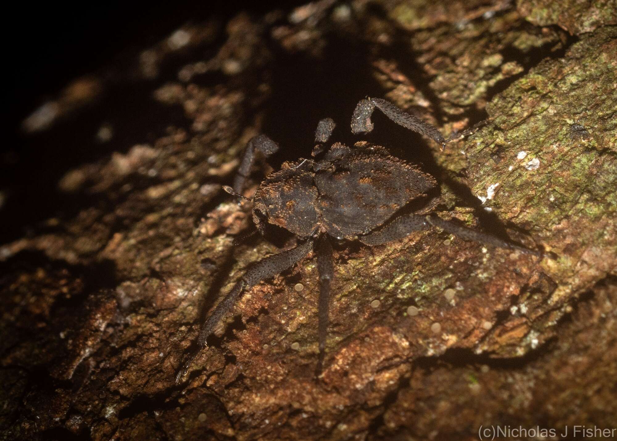 Image of Paleticus subereus Lea 1898