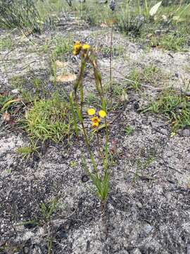 Plancia ëd Diuris laxiflora Lindl.