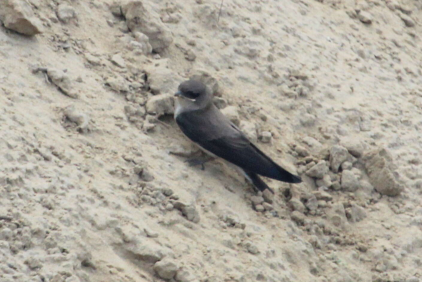 Image of Grey-throated Martin