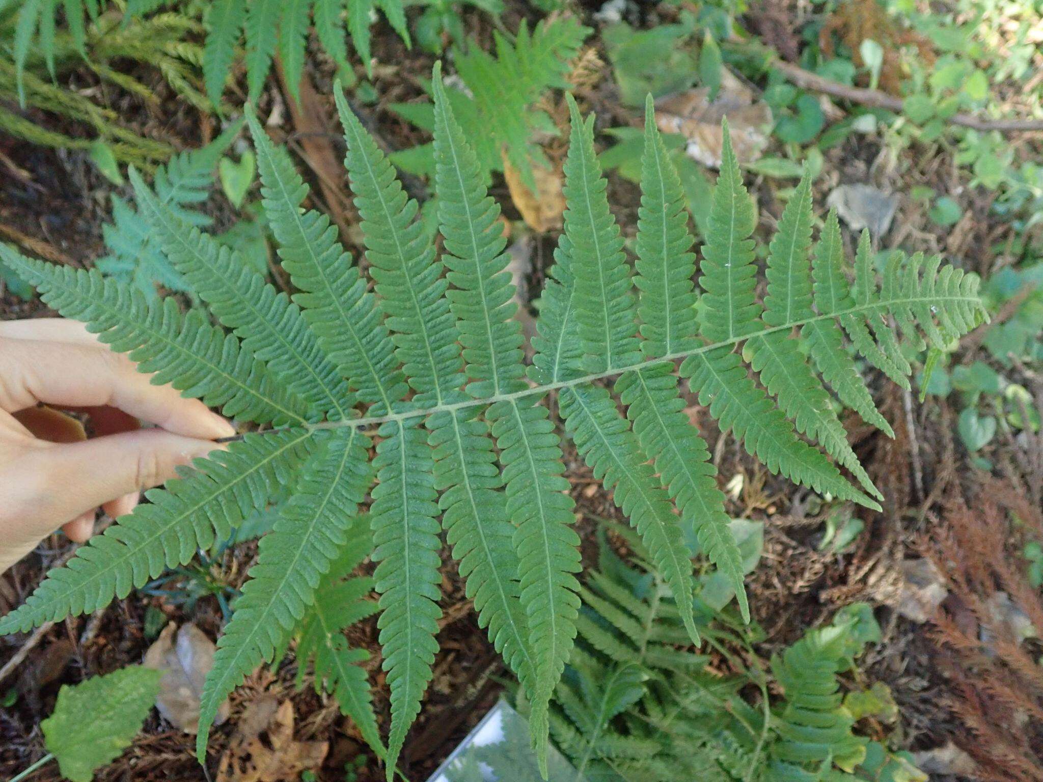 Parathelypteris japonica (Bak.) Ching的圖片