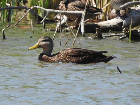 Image of Florida duck