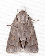 Image of Triton Dagger Moth