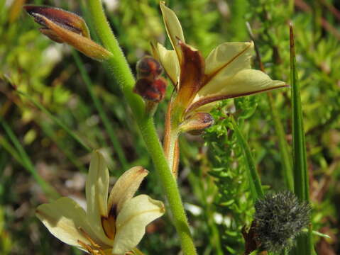 Image of Wachendorfia brachyandra W. F. Barker