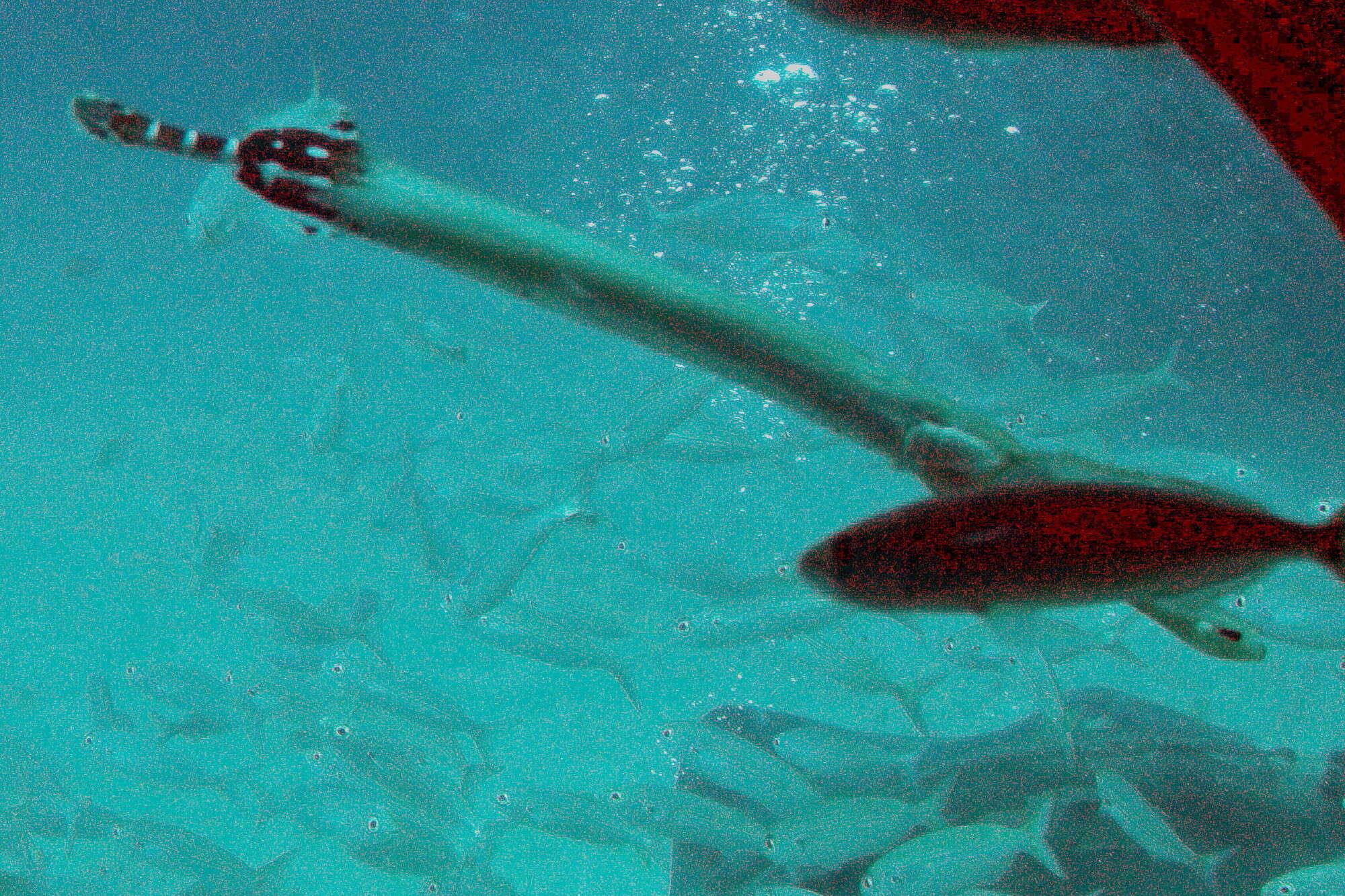 Image of Atlantic cornetfish