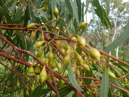 Image de Eucalyptus leucoxylon subsp. leucoxylon