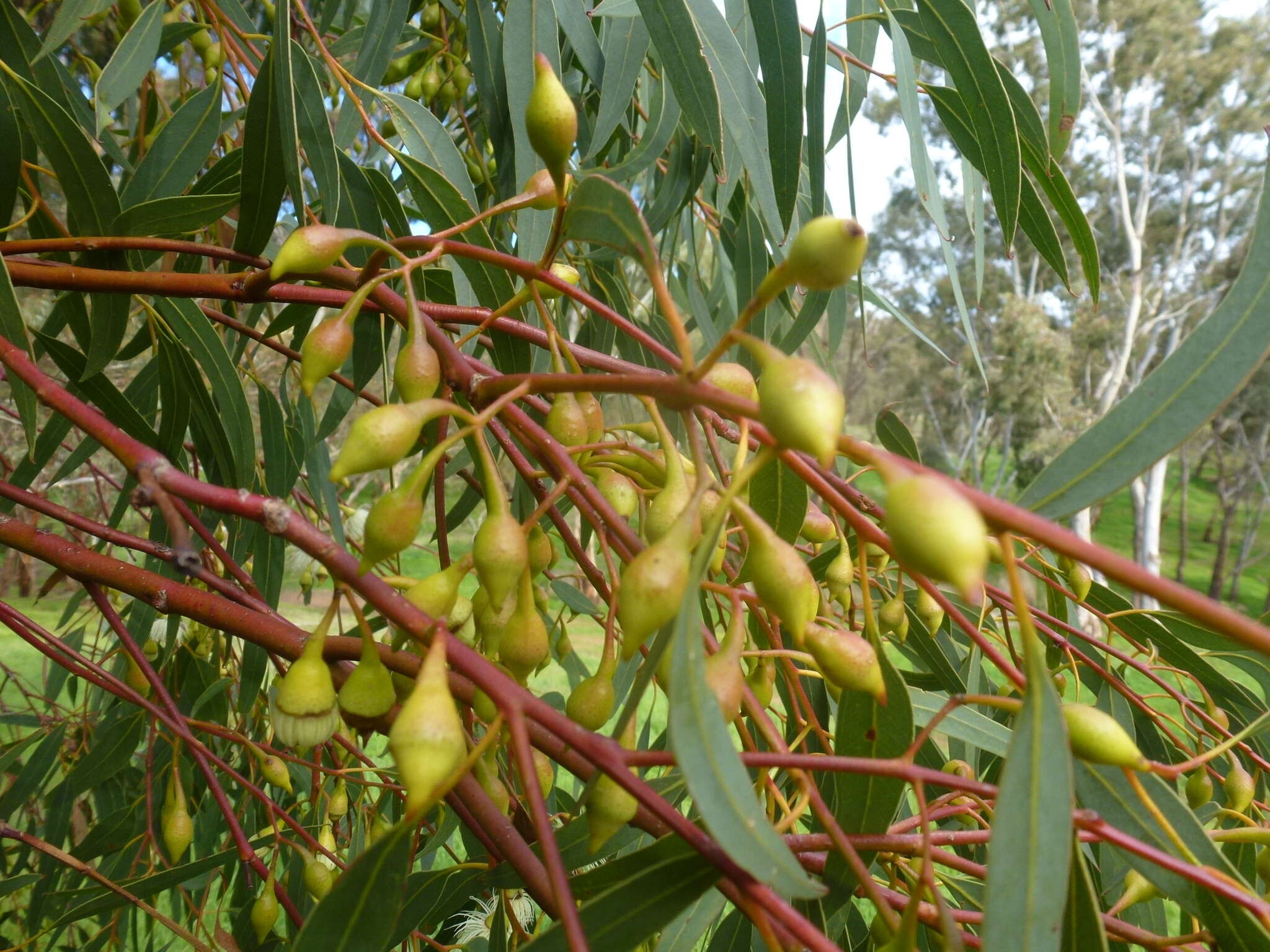 Image de Eucalyptus leucoxylon subsp. leucoxylon