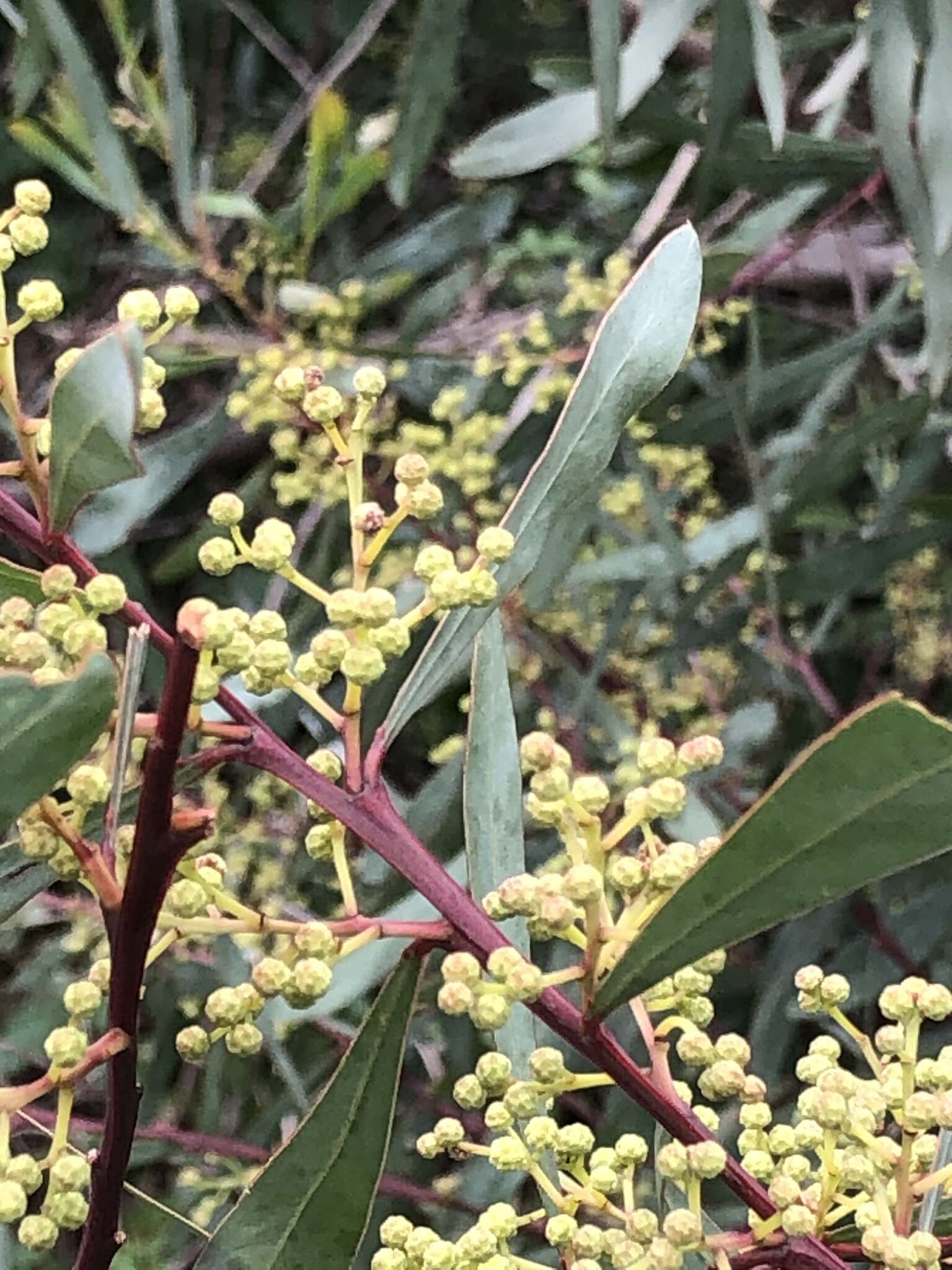 Acacia provincialis A. Camus的圖片