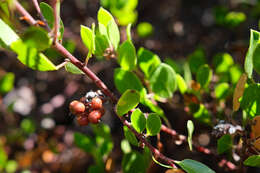 Image of Hooker's manzanita