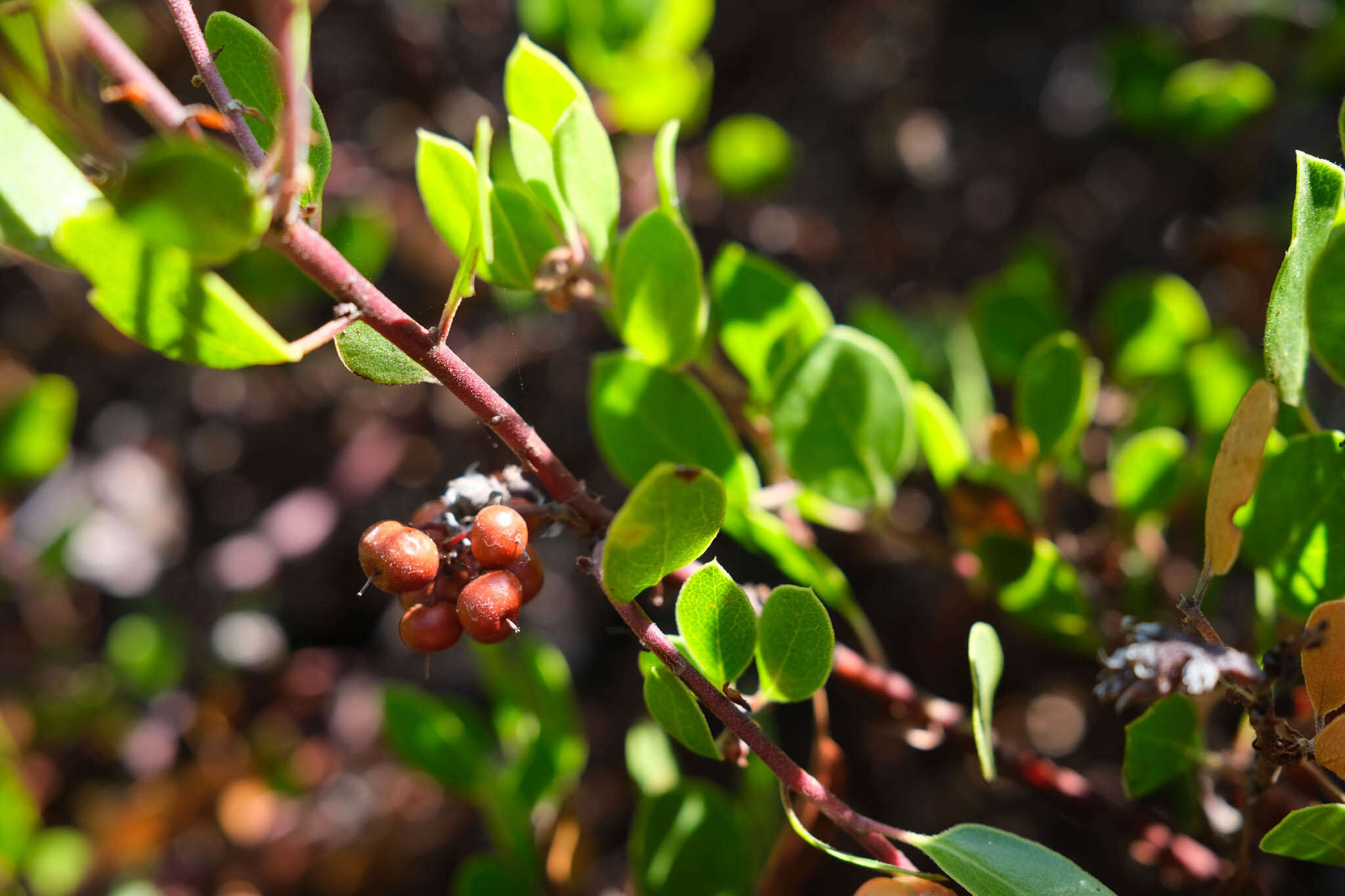 Image of Hooker's manzanita