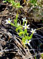 Image of Centaurium pulchellum subsp. meyeri (Bunge) Tzvel.