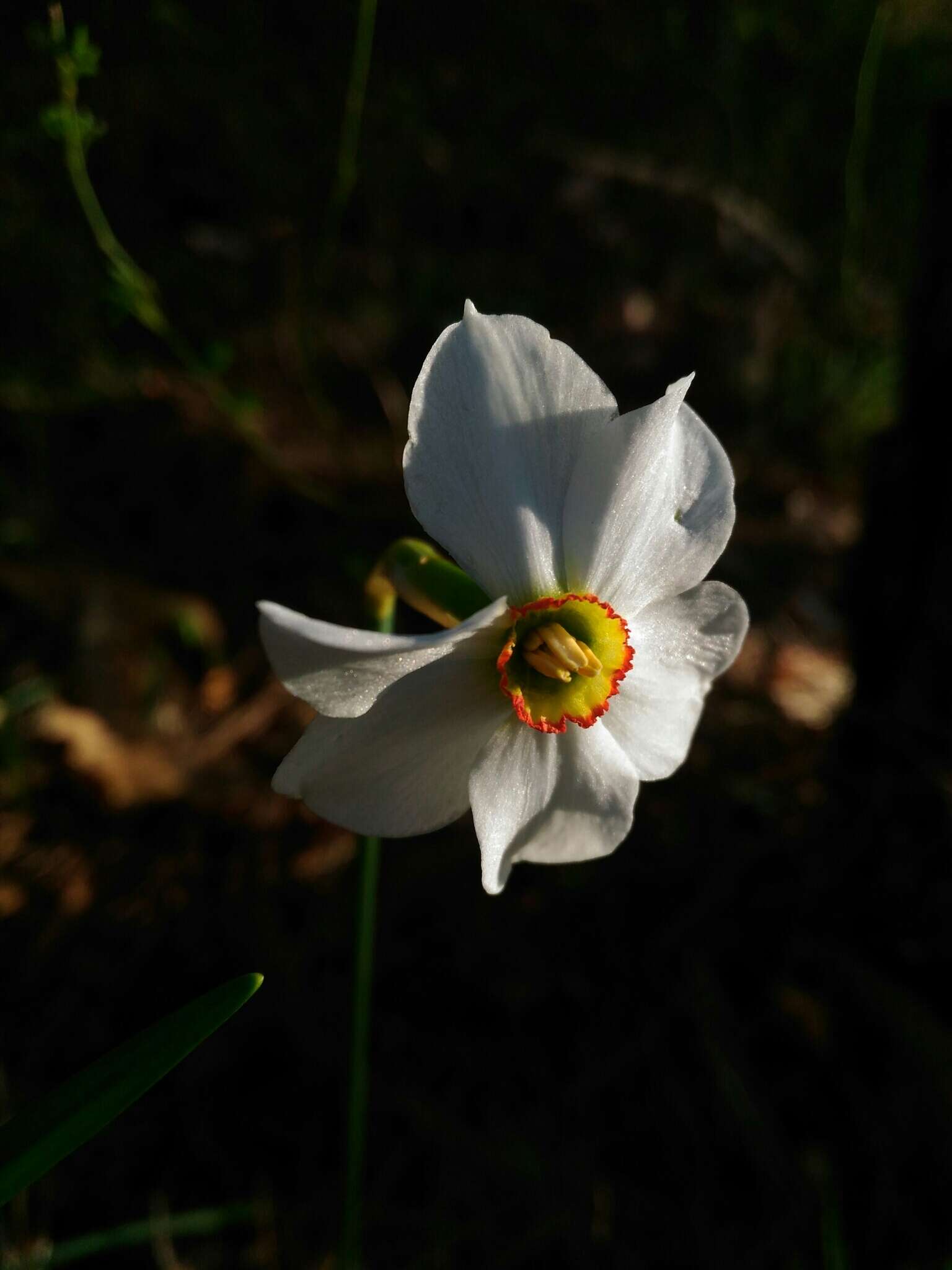 Image of Pheasant's-eye narcissus