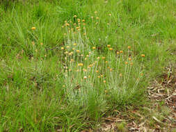 Image of Leucochrysum albicans subsp. albicans