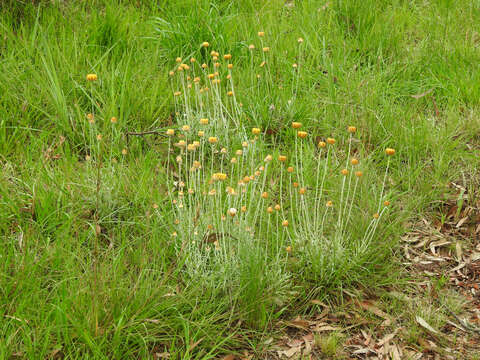 Image of Leucochrysum albicans subsp. albicans