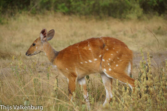 Image of Tragelaphus scriptus bor Heuglin 1877