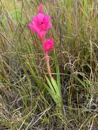 Слика од Watsonia coccinea (Herb. ex Baker) Baker