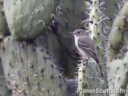 Image of American Grey Flycatcher