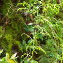 Image of Asparagus ramosissimus Baker