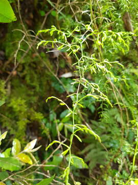 Image of Asparagus ramosissimus Baker