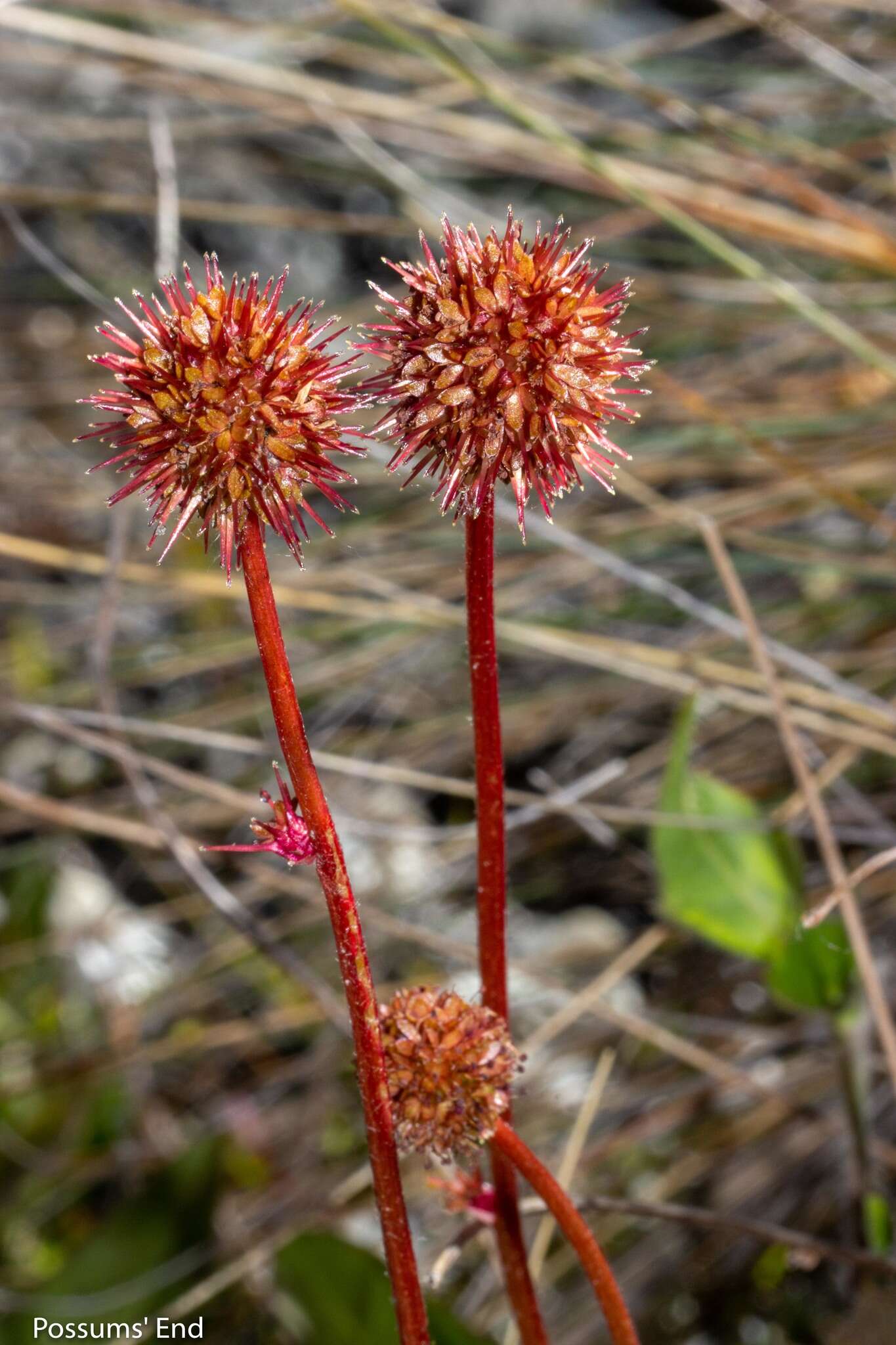 Image of Acaena saccaticupula Bitter