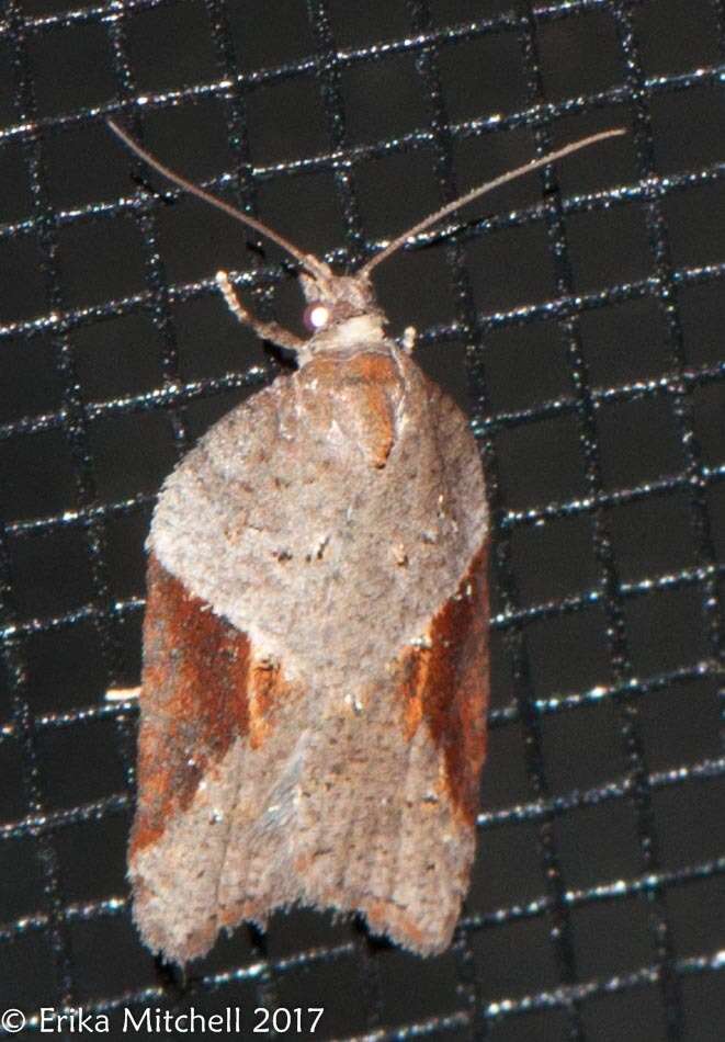 Acleris macdunnoughi Obraztsov 1963的圖片